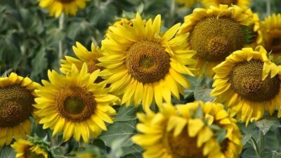 Прогноз погоды на 11 августа: на западе страны ожидается сильная жара, на севере и востоке – грозы