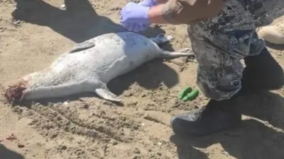 До 200 выросло число мёртвых тюленей на берегу Каспия: взять пробы на инфекции оказалось невозможным