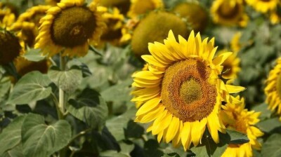 Прогноз погоды на 23 августа: осадков не ожидается на большей части Казахстана