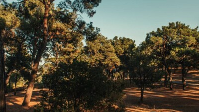 В Семее из-за сильной жары и риска пожаров запретили ходить в лес