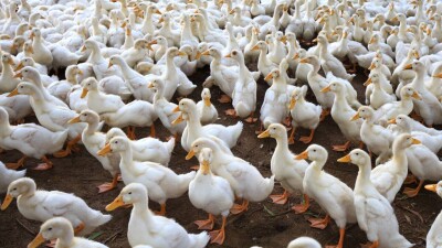 Во Франции впервые начали массовую вакцинацию уток, чтобы сдержать эпидемию птичьего гриппа