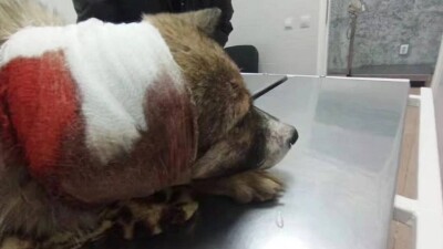 Житель Уральска стрелял в собаку на детской площадке