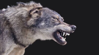 Волчица напала на людей в ЗКО. Пострадали трое взрослых и ребёнок