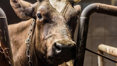 "Не было профилактики опасных болезней". Сельских ветеринаров оштрафовали в Костанайской области