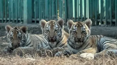 Недавно родившихся краснокнижных амурских тигрят показали в зоопарке Алматы