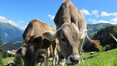 Казахстан на полгода ограничил вывоз скота