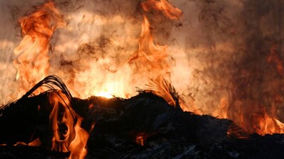 Полиция Алматы разыскивает человека, устроившего поджог деревьев в центре города