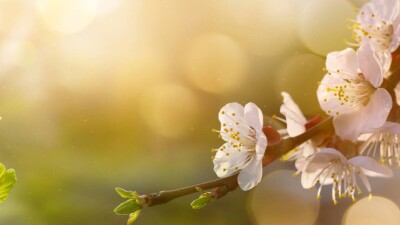 Прогноз погоды на 24 марта: сухо и тепло будет на всей территории Казахстана