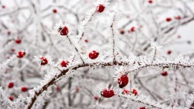 Прогноз погоды на 13 января: резкое похолодание ожидается на севере, западе и в центральной части Казахстана