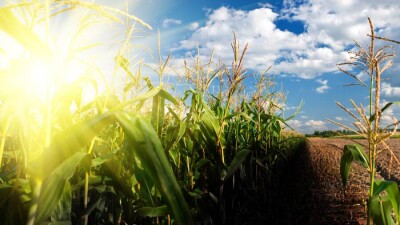 Прогноз погоды на 11 августа: на западе и юге страны сохраняется очень сильная жара