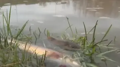 Гибель рыбы и ущерб в 2,3 млн тенге: экологи выявили предприятие, загрязнившее реку в Шымкенте