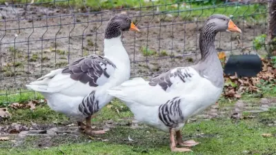 Полмиллиона домашних птиц забили в Германии из-за опасного вируса