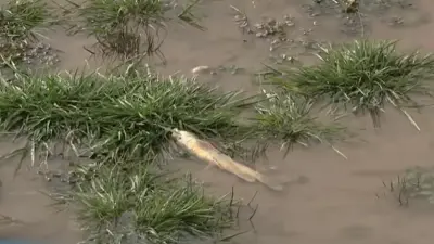 Массовую гибель рыбы зафиксировали в реке Шымкента