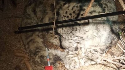 Ослабленного снежного барса из Иле-Алатауского нацпарка отправили в Алматинский зоопарк
