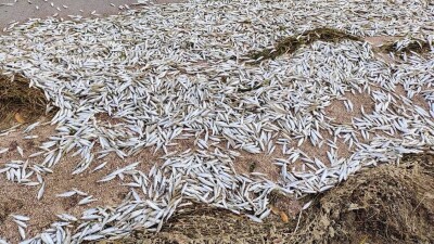 Ещё три тонны рыбы погибло на Капшагайском водохранилище