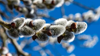 Прогноз погоды на 8 марта: до +20 градусов ожидается на юге Казахстана