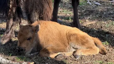 Детёныш зубробизона появился на свет в зоосаде Бурабая