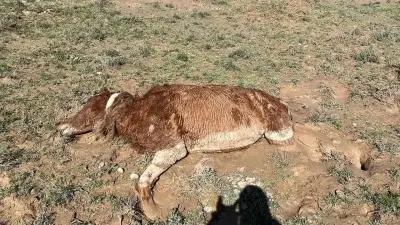  Компенсацию за погибший от стихии скот требуют фермеры Мангистау 