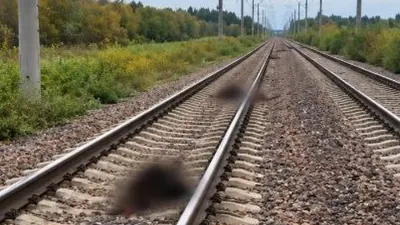 13 голов скота сбил пассажирский поезд в Акмолинской области