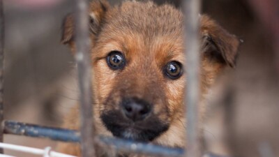 В СКО приюты для бездомных животных откроют в каждом районе до октября