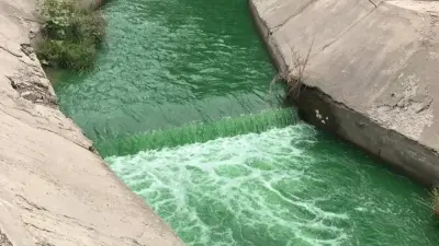 Вода позеленела в реке Алматы: с моста могли сбросить химическое вещество