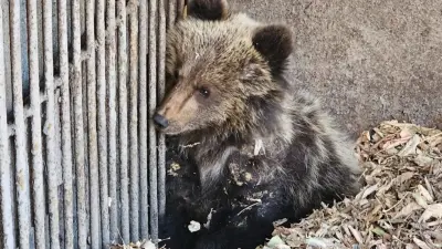 Медвежонок поселился на даче в Риддере, его поймали и отправили в усть-каменогорский зоопарк
