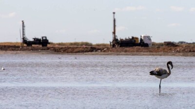 Чиновники Нур-Султана обратились к орнитологам, чтобы помочь фламинго на Талдыколе