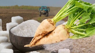 Собрали больше, чем планировали: в Казахстане завершили массовую уборку свёклы