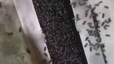 Улицы Бейнеу кишат чёрными жуками. Кто должен их уничтожать?