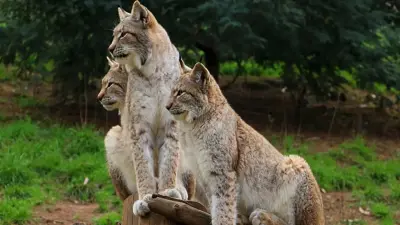 Зоопарк в Дании просит отдать домашних животных в дар, чтобы скормить хищникам