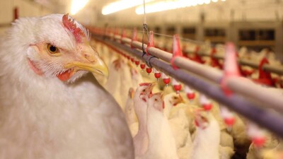 В Чехии зафиксирована крупнейшая вспышка птичьего гриппа. В стране уничтожат 15% кур