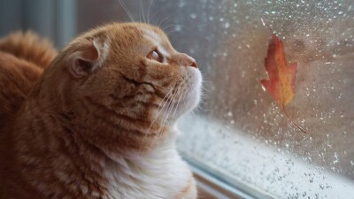 Прогноз погоды на 22 ноября: дожди ожидаются на юге Казахстана