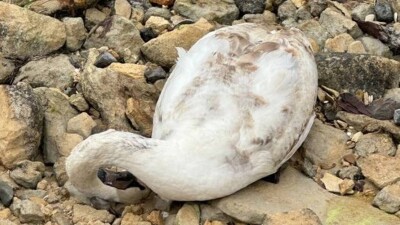 Массовый мор лебедей в Мангистау: число погибших птиц выросло до 1179