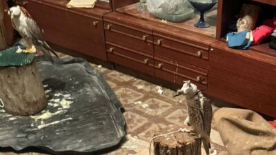 Отлавливал краснокнижных соколов для продажи за границу. Полиция задержала жителя Кызылординской области