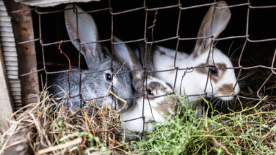 Эксперты ВОЗ изучают возможность заражения людей Covid-19 от барсуков и кроликов  в Ухане