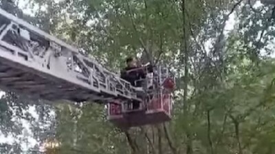 Для спасения кошки девочка забралась на дерево на высоту четвёртого этажа в Усть-Каменогорске
