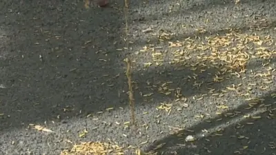 Нашествие гусениц: вредители уничтожают деревья в Караганде