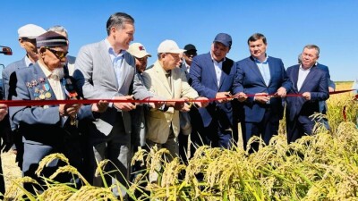 Минсельхоз: Имеющегося риса и нового урожая будет достаточно для обеспечения потребности РК