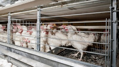 Жители Талгарского района добились отмены строительства мясоперерабатывающего завода