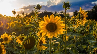 Прогноз погоды на 31 августа: жарко будет на юге и западе страны, прохладно и дождливо на севере