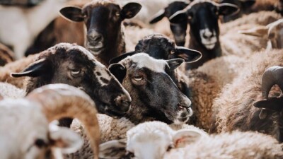 Хозяева сгоревшей в Атырауской области отары овец не получат компенсацию