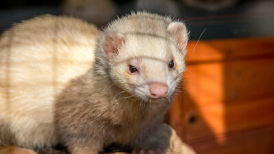 Обнаруженный у норок в Польше коронавирус может передаваться человеку