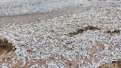 Около 400 кг мальков воблы погибло на Капшагайском водохранилище