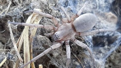 Новые виды пауков обнаружили казахстанские учёные в пустыне Кызылкум