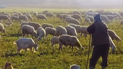 Информацию о массовой гибели скота из-за засухи и саранчи опровергли в Туркестанской области