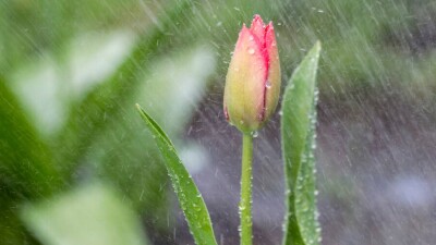 Прогноз погоды на 16 апреля: дожди с грозами и ветром ожидаются на юге Казахстана