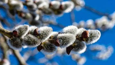 Прогноз погоды на 2 апреля: сухо и тепло ожидается на большей части Казахстана