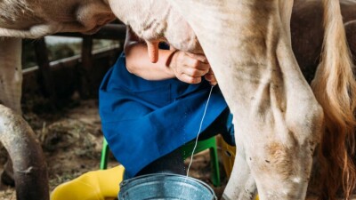 Узбекские учёные создали молоко с антителами к Covid-19 для профилактики заражения
