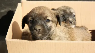 Оставил щенков в пакете на дороге: жителя Семея нашли и наказали 