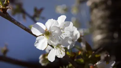 Прогноз погоды на 2 апреля: выше 30 градусов жары ожидается на юге Казахстана